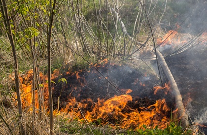 Сергей Брилка призвал жителей области соблюдать в лесу правила противопожарной  безопасности